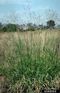 Switchgrass /
Panicum virgatum